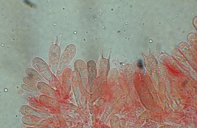 Cheimonophyllum candidissimum   (Berk. & M.A. Curtis) Singer